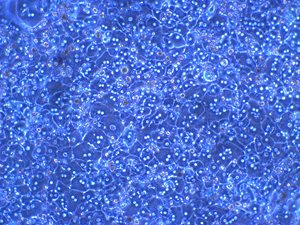 凍結肝細胞の顕微鏡画像