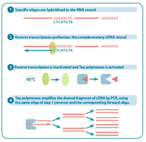 SunScript One Step RT-PCR Kitの反応原理