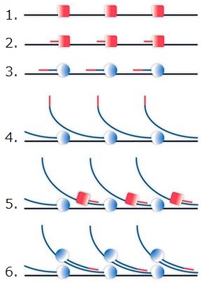 TruePrimeシステムによるDNA増幅の模式図