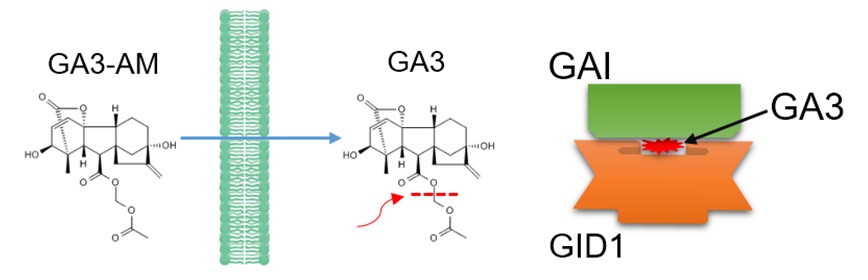 GA3-AM（#5407）と2種類のタンパク質との結合の模式図