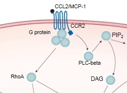 ケモカインの情報伝達の例(CCL2)