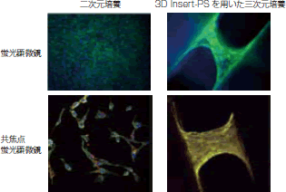 NIH-3T3 細胞株の蛍光染色像<
