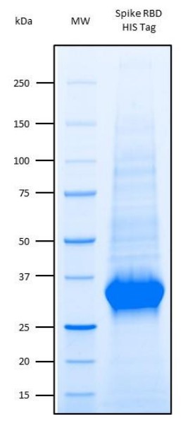 Recombinant Human SARS-CoV-2 Spike Glycoprotein S1 RBDのSDS-PAGE像