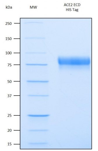 Recombinant Human Angiotensin-Converting Enzyme 2 (ACE2) Extracellular DomainのSDS-PAGE像