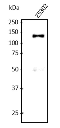 #2ATFA01 Anti-NFATc-1（Z5302）western blot
