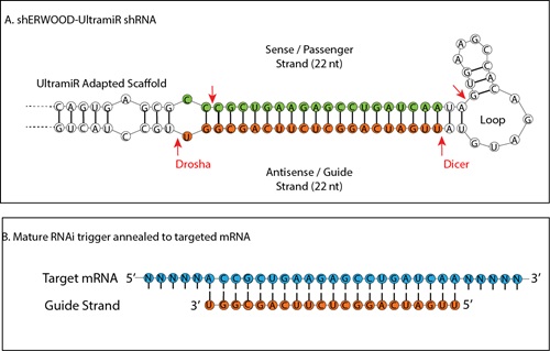 shERWOOD-UltramiR shRNAの概略図
