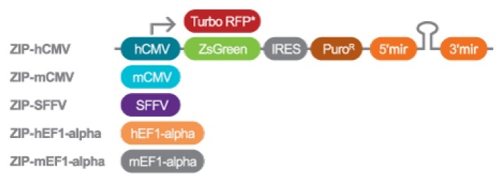 ZIP lentiviral shRNA vector