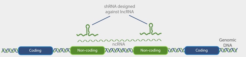 shRNAによるlncRNノックダウンのイメージ