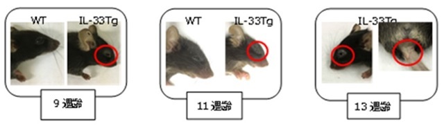 アトピー性皮膚炎モデル（IL33-Tgマウス）外観的特徴