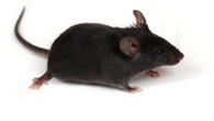 コンベンショナルノックアウトマウスのイメージ