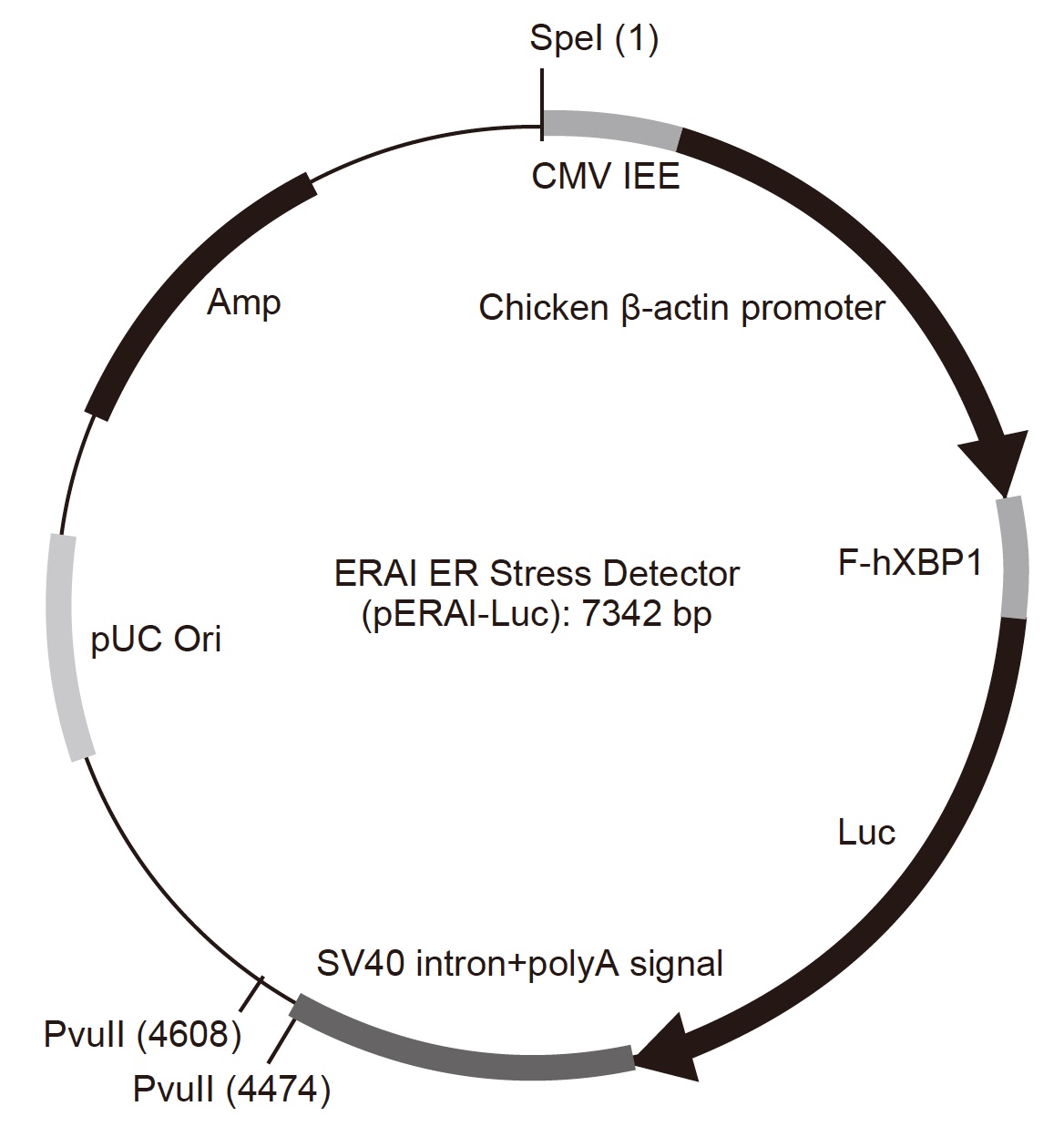 ERAI ER Stress Detectorのプラスミド情報(pERAI-Luc)(#StDtc-1)