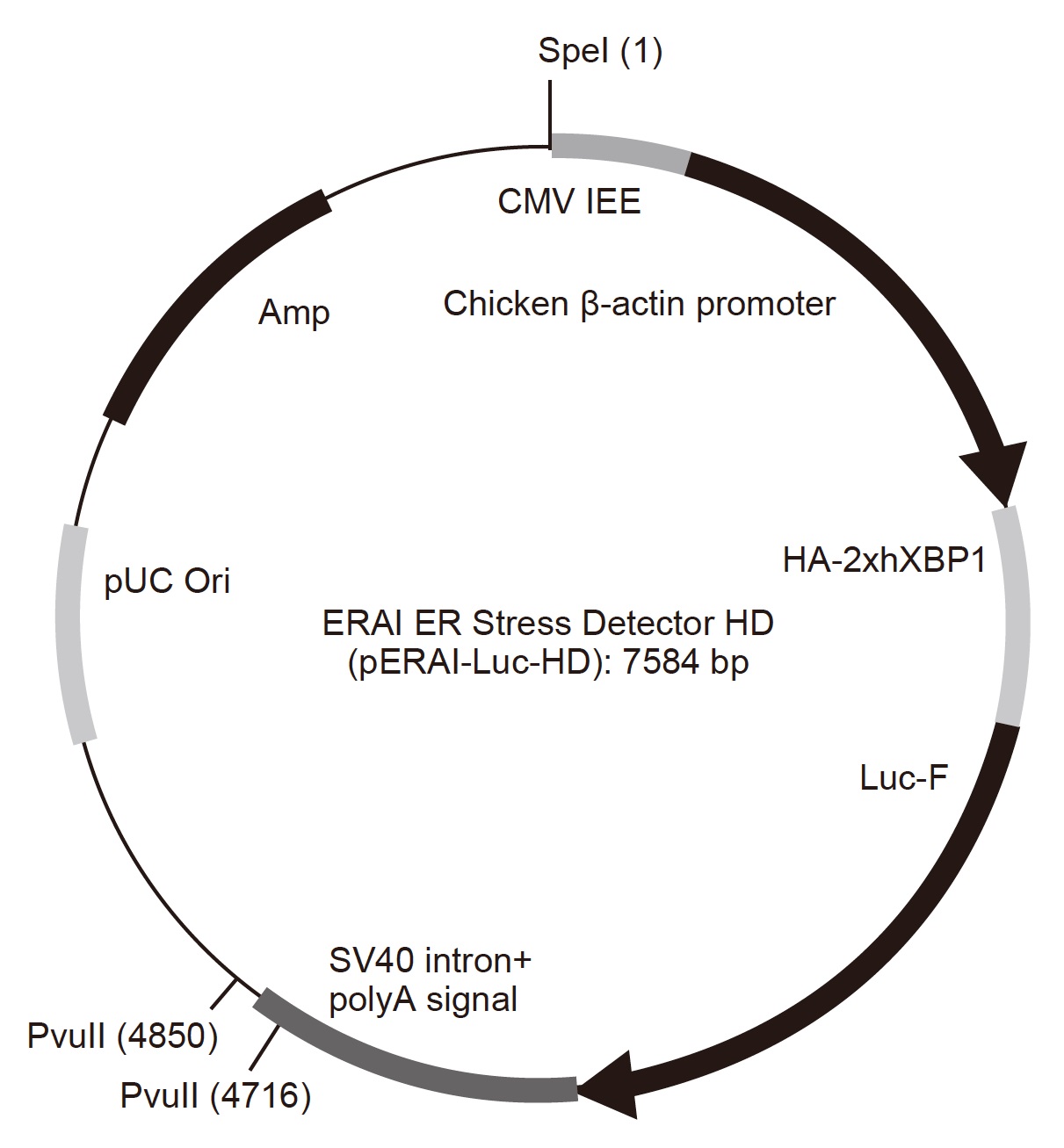ERAI ER Stress Detector HDのプラスミド情報(pERAI-Luc-HD)(#StDtc-2