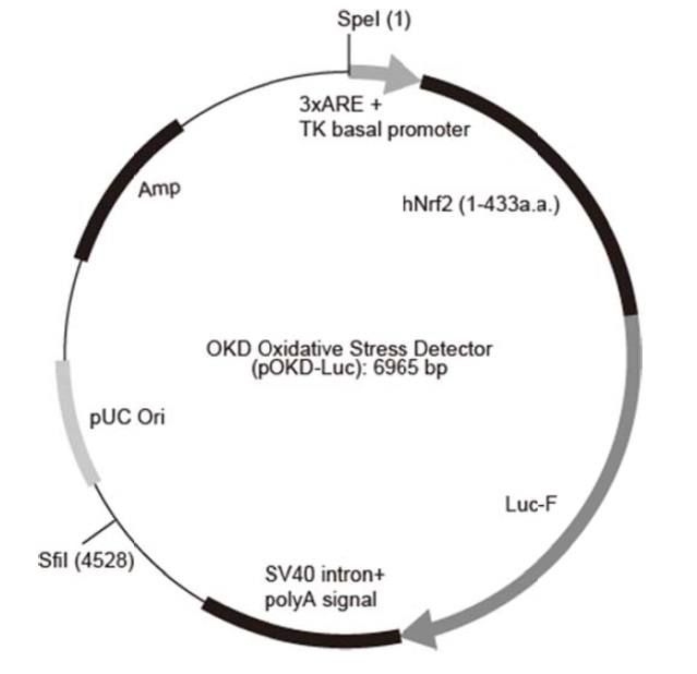 OKD Oxidative Stress Detectorのプラスミド情報(pOKD-Luc-Luc)(#StDtc-3)