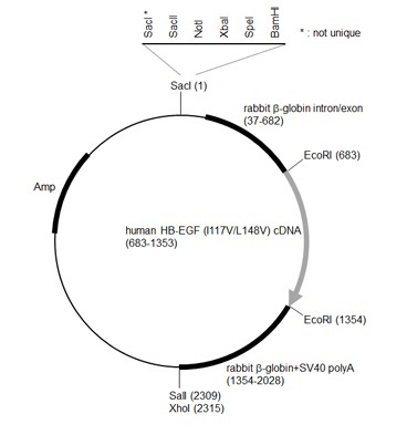 変異型ヒトジフテリア毒素受容体cDNA