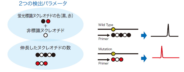 遺伝子変異／多型解析キット Mutector : Mutation Detection Kit