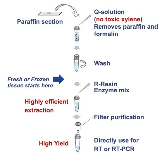 WaxFree Paraffin Sample RNA Extraction Kit FFPE 組織からの RNA 抽出キット、効率的なPCR増幅が可能