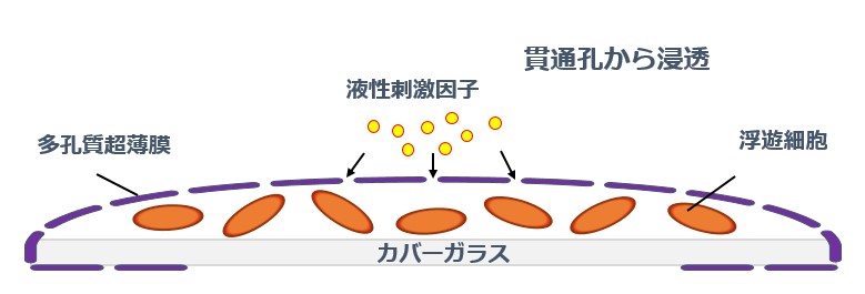 Myell Pを用いた浮遊細胞の薬剤処理の模式図