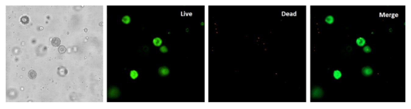 VitroGel STEMを用いて培養したhPSCの細胞生存率