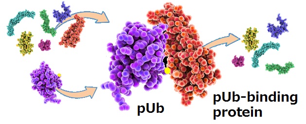 リン酸化ユビキチン(pUb）とタンパク質の相互作用イメージ