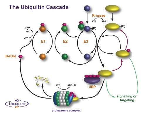 ユビキチン活性化酵素（E1）反応