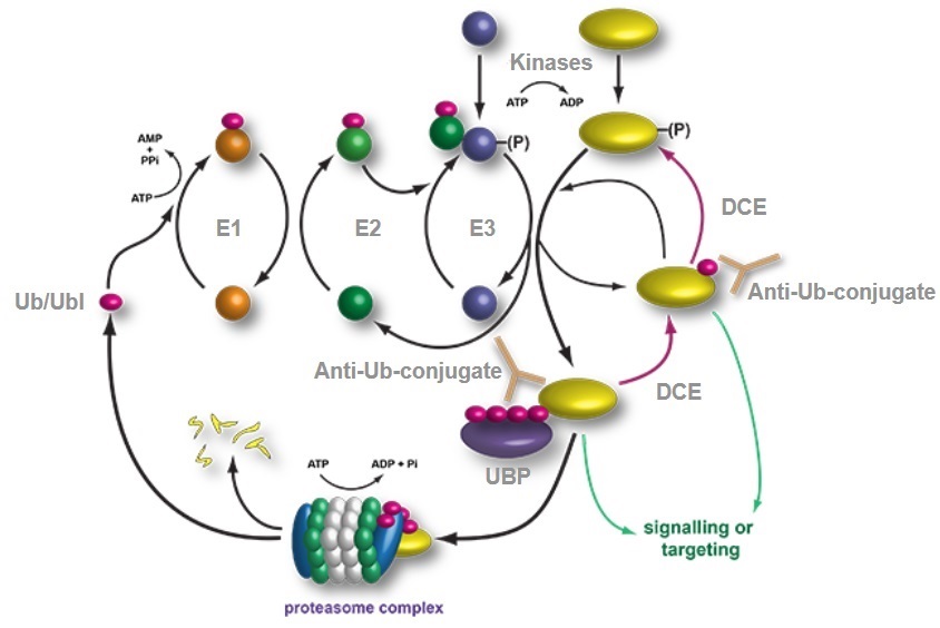 ユビキチン活性化酵素（E1）反応