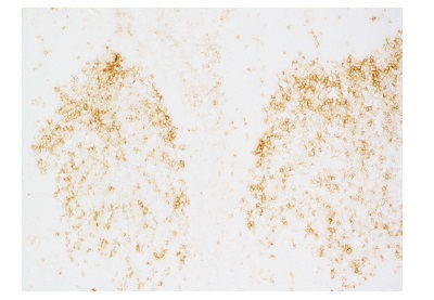 ヒト扁桃腺凍結組織切片のFITC染色画像