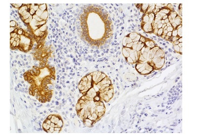 ヒト扁桃腺FFPE組織切片のH.O.H Kit染色画像