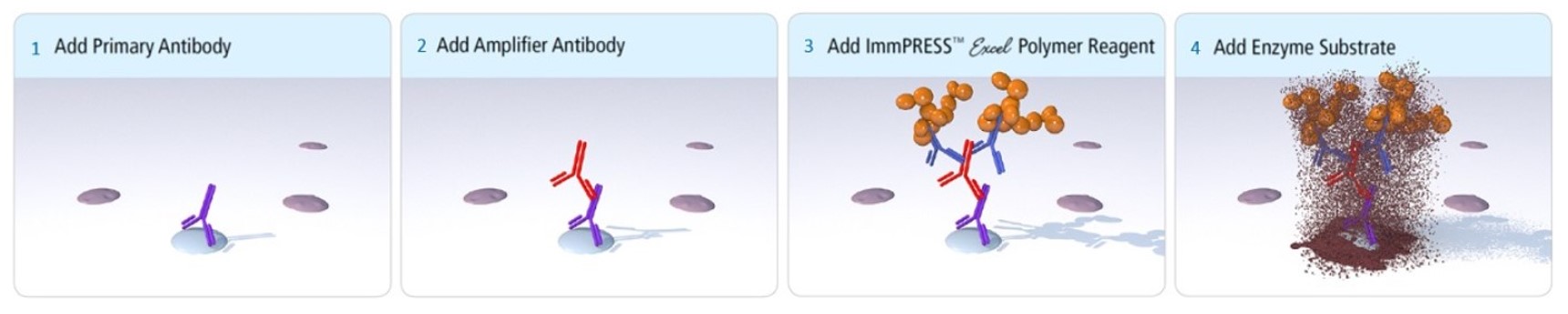 ImmPRESS Excel Amplified Staining Kitの染色方法の概略図