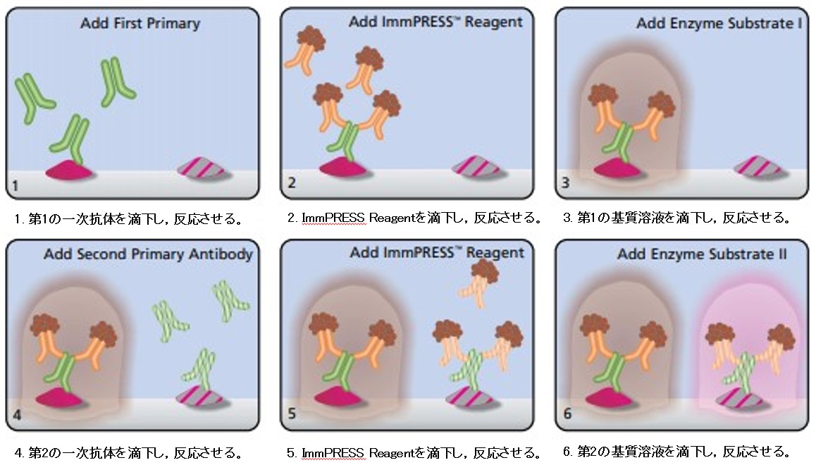 酵素標識ポリマー法を用いた二重染色の概略図