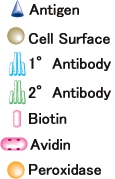 VECTOR 社の免疫組織化学染色システム VECTASTAIN ABC Kit模式図2