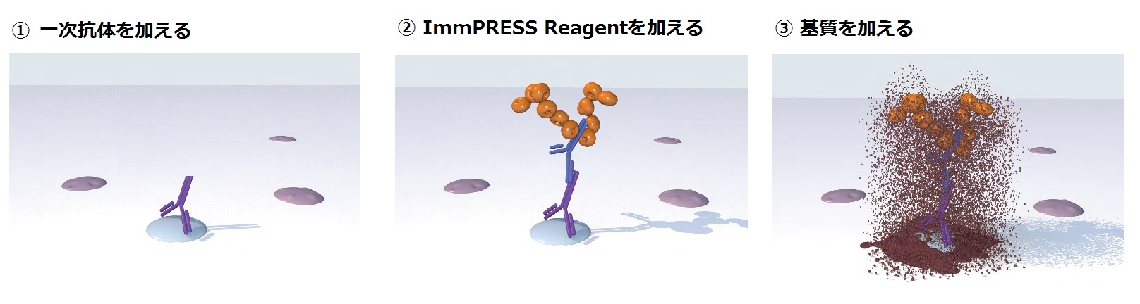 酵素標識ポリマー法を用いた免疫染色試薬ImmPRESS 操作法