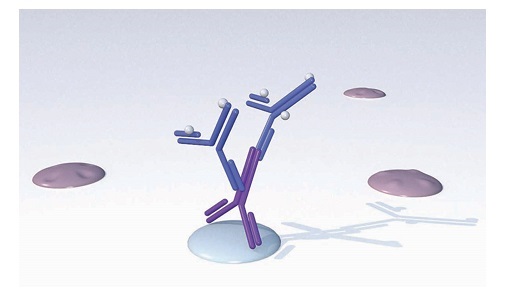 免疫染色用のビオチン標識二次抗体のイメージ