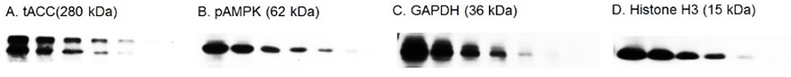 BlockPRO Protein-Fre THP-1細胞