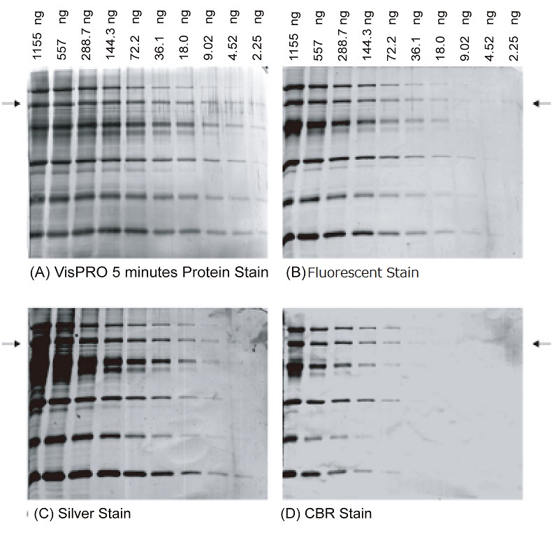 ポリアクリルアミドゲル中のタンパク質染色試薬 VisPRO 5 minutes Protein Stain Kit