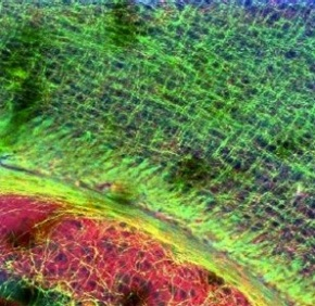 Mouse Brain 20X, 5C10 （red‐546 ）/chMBP （green‐488）/Dapi （blue‐405）, 600μm