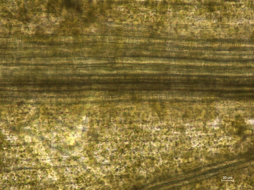 シロイヌナズナ（Arabidopsis thaliana）の透明化処理例 下：透明化試薬無使用