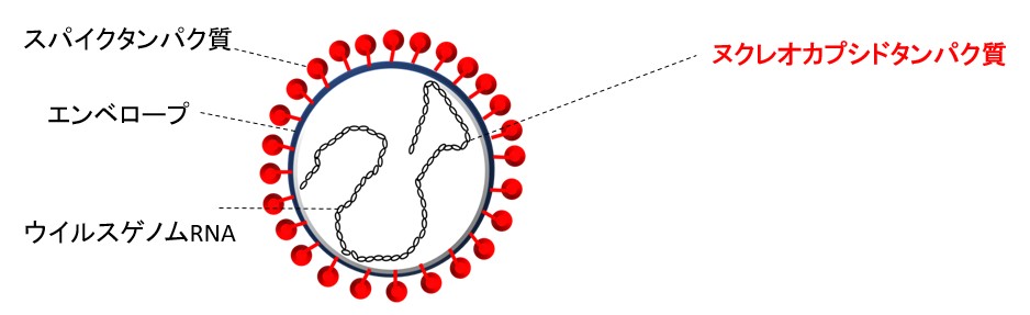 コロナウイルスの構造とヌクレオカプシドタンパク質