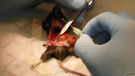 マウス肝細胞の分離