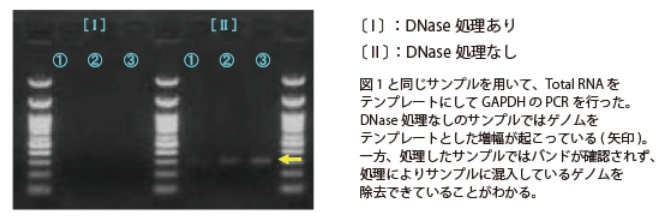 GAPDHのPCRによるゲノムDNAの残留チェック画像