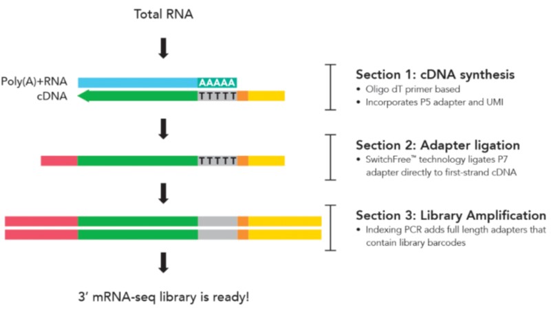 Zymo-Seq SwitchFree 3' mRNA Library Kit