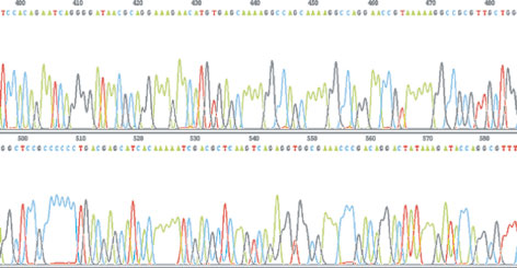 DNA Clean & Concentratorで抽出・精製したDNA試料をシークエンシングに用いた例