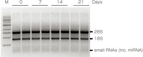 DNA・RNA保存試薬を用いて保存した試料から精製したRNAの比較