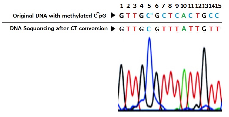 亜硫酸水素塩処理（バイサルファイト処理）によるメチル化DNA 検出キット EZ DNA Methylation Kit