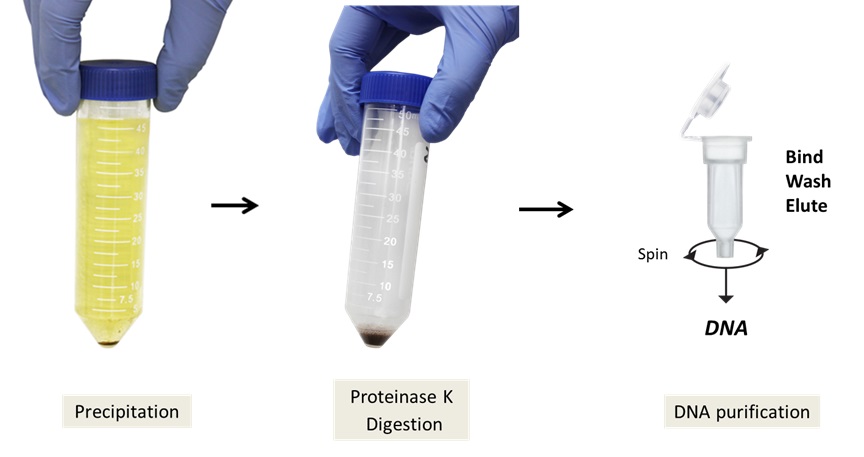 尿試料中の細胞由来DNAおよびセルフリーDNAを抽出・精製するキット「Quick-DNA Urine Kit」の操作方法概略