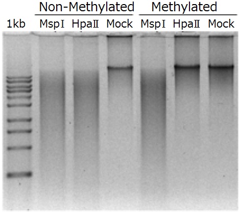 メチル化・非メチル化DNAのPCR増幅用プライマーセット1