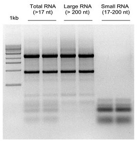 small RNAとlarge RNAの分画精製
