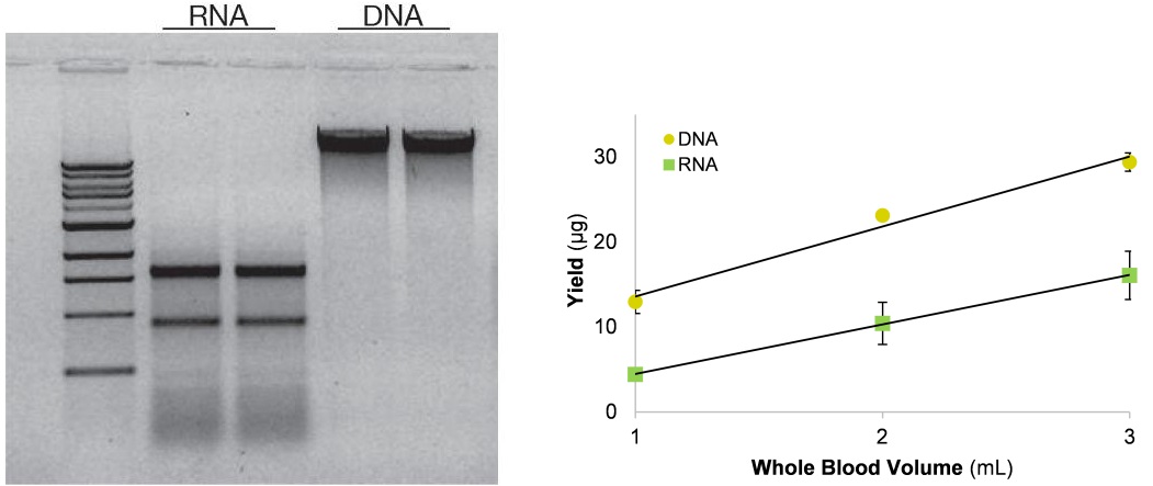 DNAとRNAの精製検証