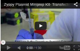 培養液から直接プラスミドDNA を精製 Zyppy Plasmid Miniprep Kit
