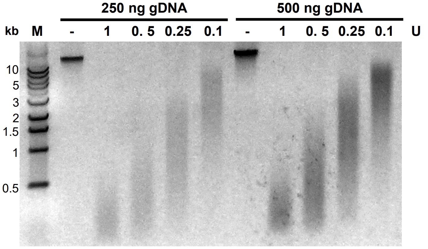 dsDNA Shearase Plusを用いたHCT116細胞DNAの断片化