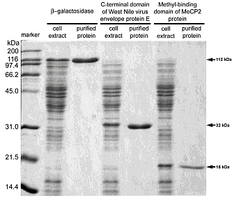 精製したHisタグ融合タンパク質のCBB染色像